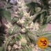 Acapulco Gold - Barney's Farm